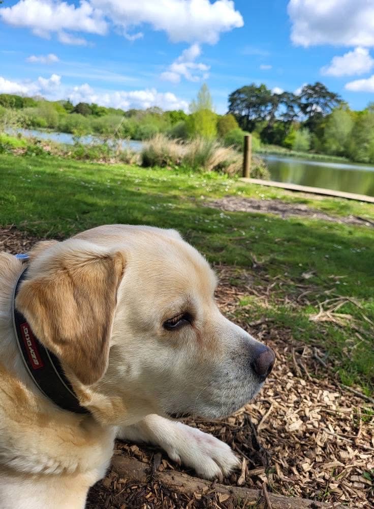 nickb997's tweet photo. Sadly our Dug left us early on Saturday morning after a horrible week. He would have been 9 in a few days time, way too young. Please can you take him to all the good spots and point out the never ending biskit supplies @NewForestDog https://t.co/hgGHj2qp6U