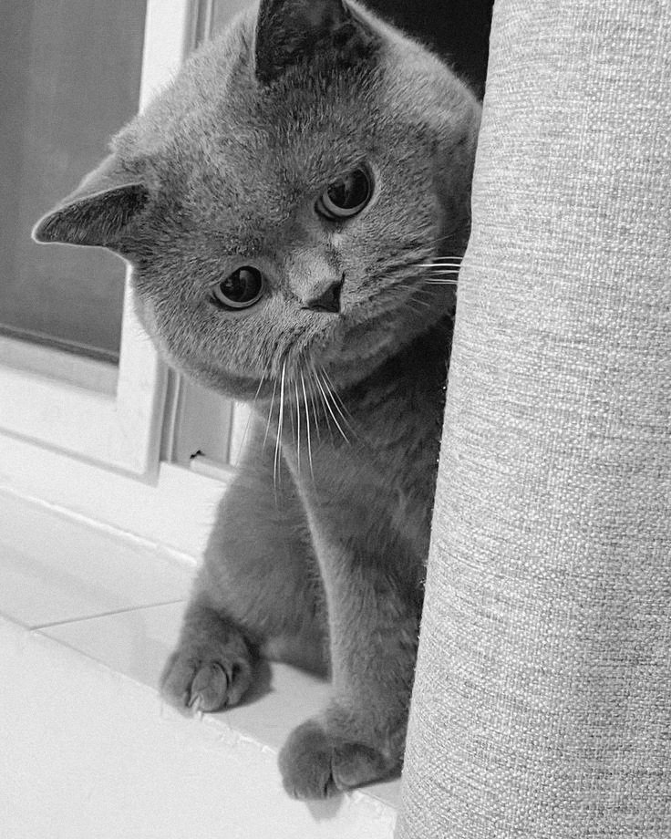 ️ ️
 
 ️
📍 𝗖𝗲𝗺𝗽𝗮𝗸𝗮 𝗚𝗼𝗹𝗱𝗲𝗻 𝗥𝗲𝘀𝗶𝗱𝗲𝗻𝗰𝗲,
⠀⠀𝗗𝗶𝗮𝗺𝗼𝗻𝗱 𝗔-𝟭𝟭𝟲, 𝗝𝗮𝗸𝗮𝗿𝘁𝗮 𝗦𝗲𝗹𝗮𝘁𝗮𝗻
⠀⠀──────────────────────⭒
⠀⠀Benar kegirangan dibawain kucing.
 ️
 
 ️