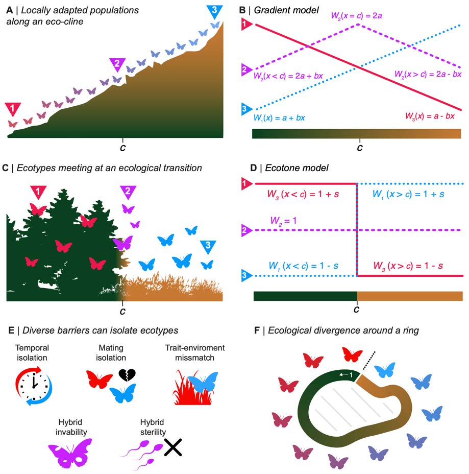 "Genomic insights into the origin of ecotypes" doi.org/10.32942/X2DH1W