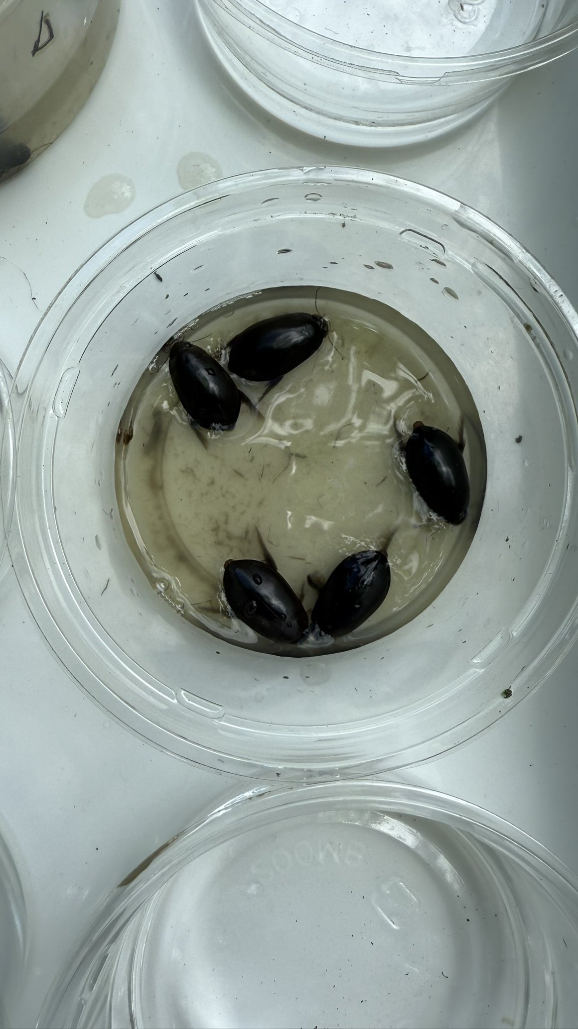 オイカワの剥製　美品　珍作 m30017074264_1.jpg?1746534344