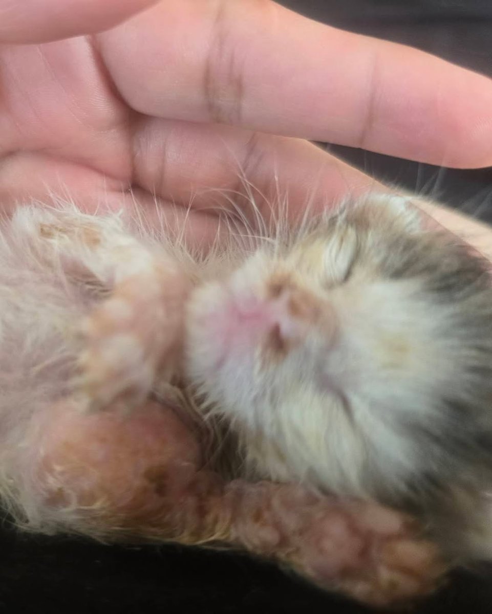 We urgently need your help to cover his medical expenses. Every donation, no matter the size, can make a difference in giving this helpless kitten a fighting chance.
Please donate to help us save him.
Thank you for your compassion and support. 💕