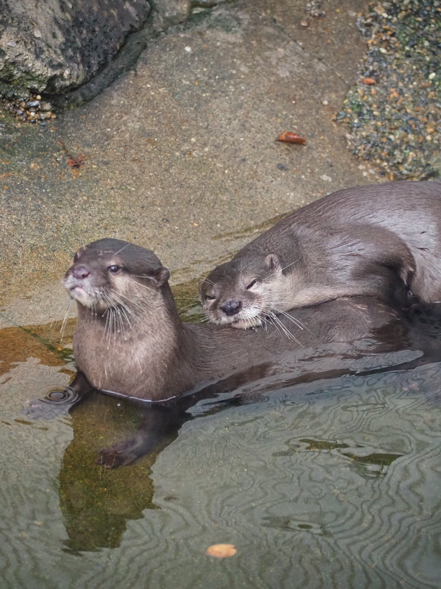 カワウソ ハンドパペット カワウソ 28 | HANSA