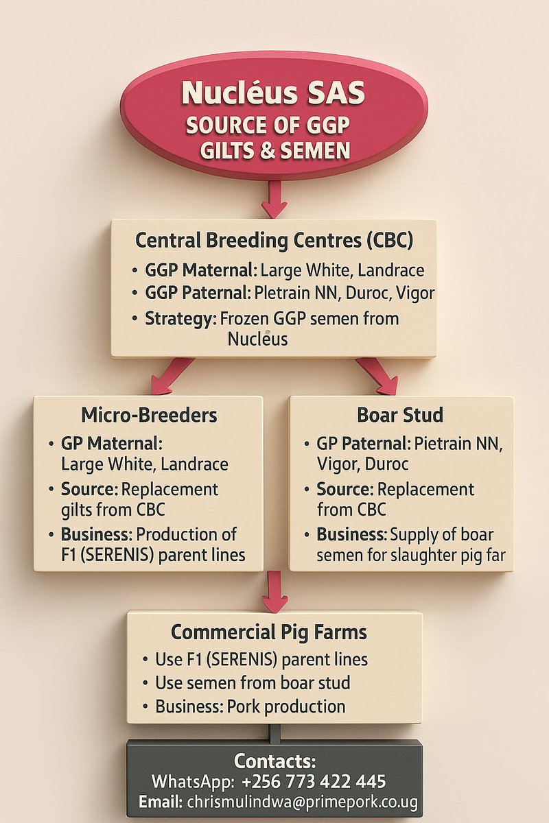 ...with support from Nucléus - France, Africa will have consistent access to quality pig genetics.