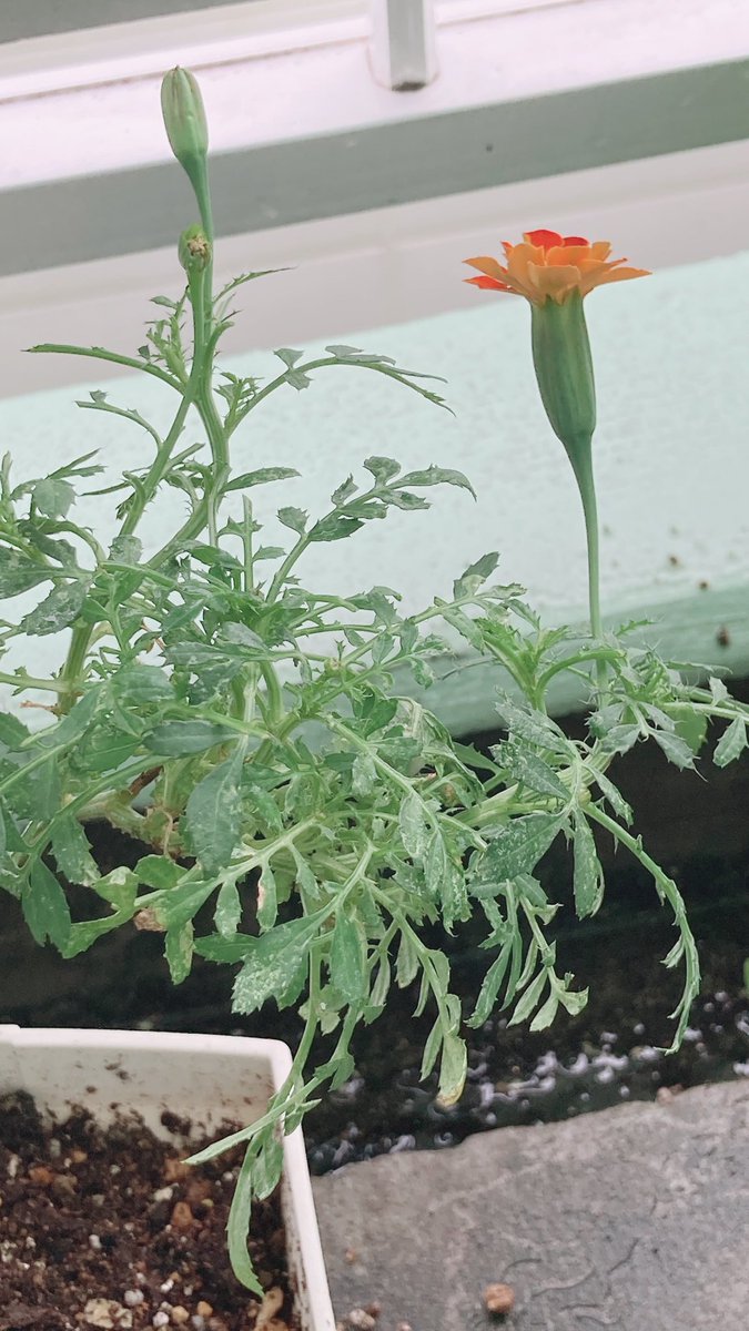 信じて待てば、また咲く🌼
マリーゴールドが教えてくれた、やさしい強さ。
 #マリーゴールド