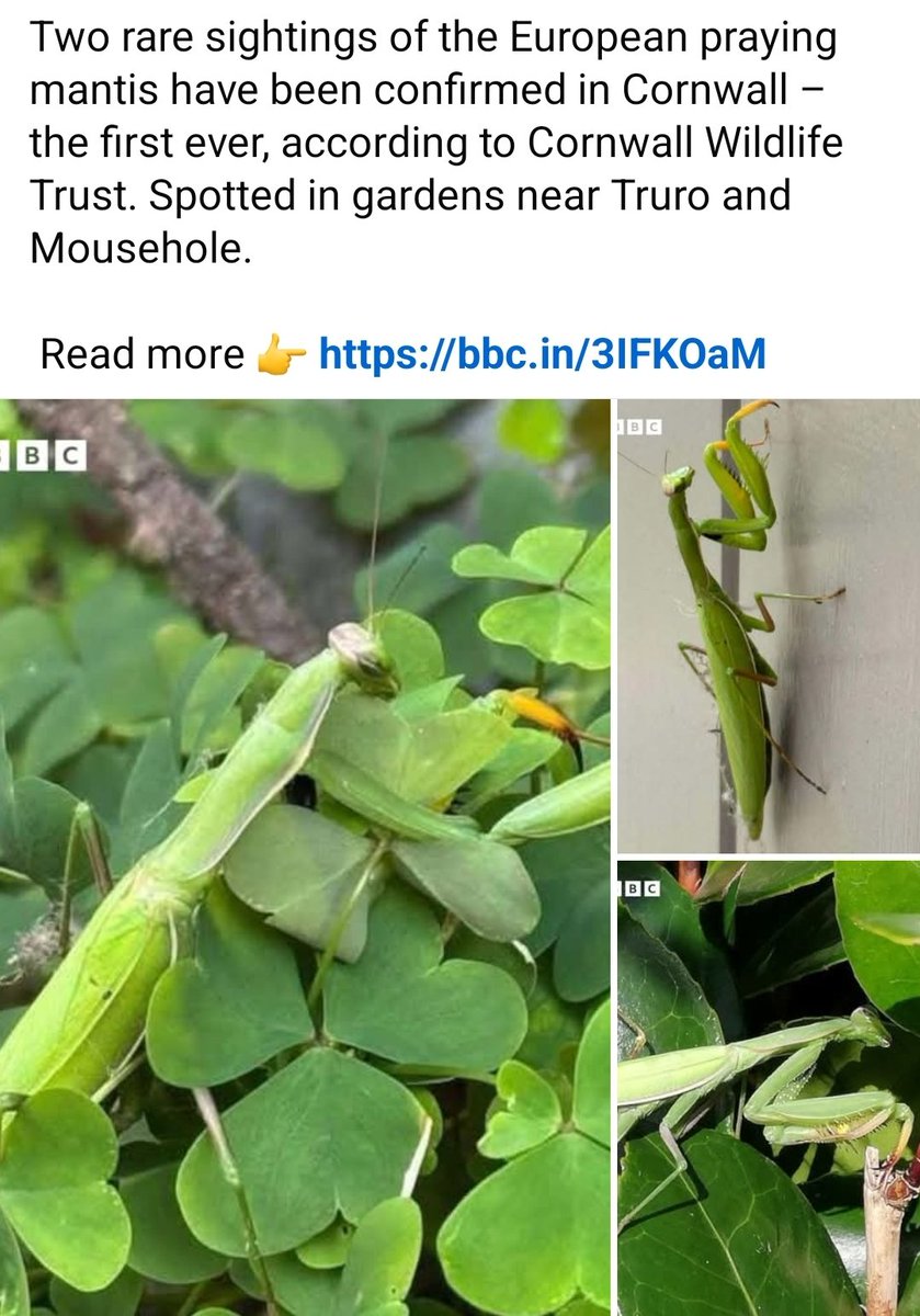 Collie Ennis 🕷🐸 tweet media