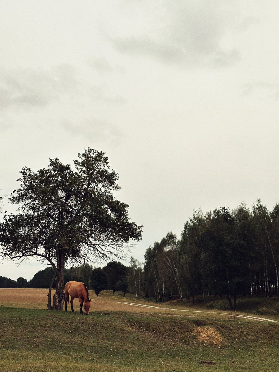 Яка чудова була середа цього тижня