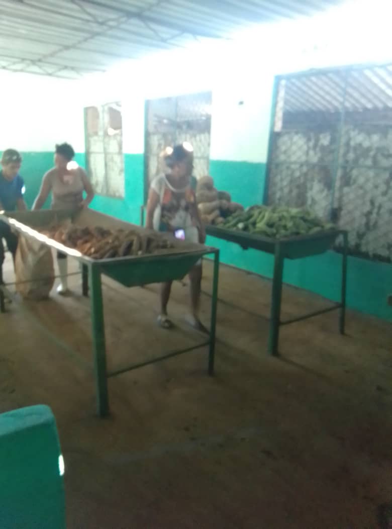 eterreroc's tweet image. Se observa un incremento de presencia en La placita La Calabaza de diversos productos para el pueblo : yuca que se desbaratan, plátano, malanga, chopo, calabaza, boniato, entre otros.
#IslaDeLaJuventud
#SentirPinero
#PoderPopular