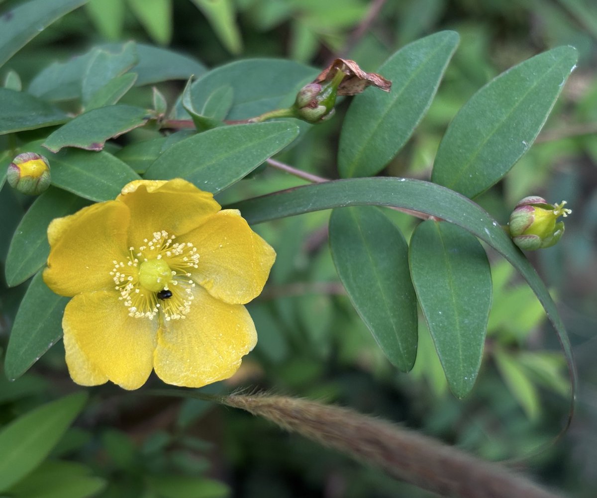 Ashutosh_05sn's tweet photo. A short #botanising trip in #Shivalik Himalaya with Dr. GS Goraya before heading back to Bengaluru marking end of my 6 month long field #explorations throughout #Himalayas from Himachal to Arunachal. 

Hypericum uralum #StJohnswort
Impatiens amphorata 

#Iambotanist #Botany #FRLH https://t.co/liSSkgJhVO