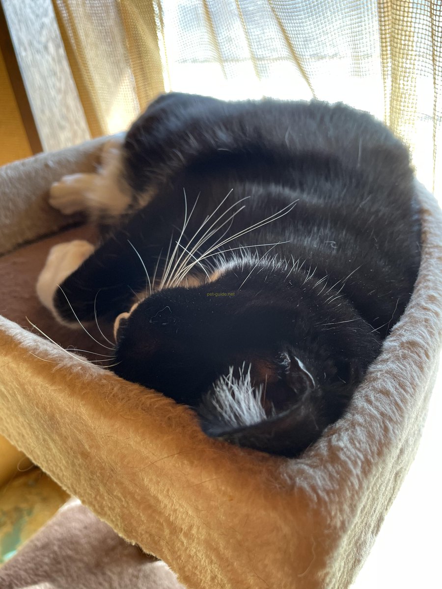 pet_guide_'s tweet photo. 動物病院に行く前に知っておきたい！来院準備、待合室でのマナー、診察で伝えるべきことについて解説 https://t.co/hG08FnLaV0 https://t.co/EPvNcmPTw6
