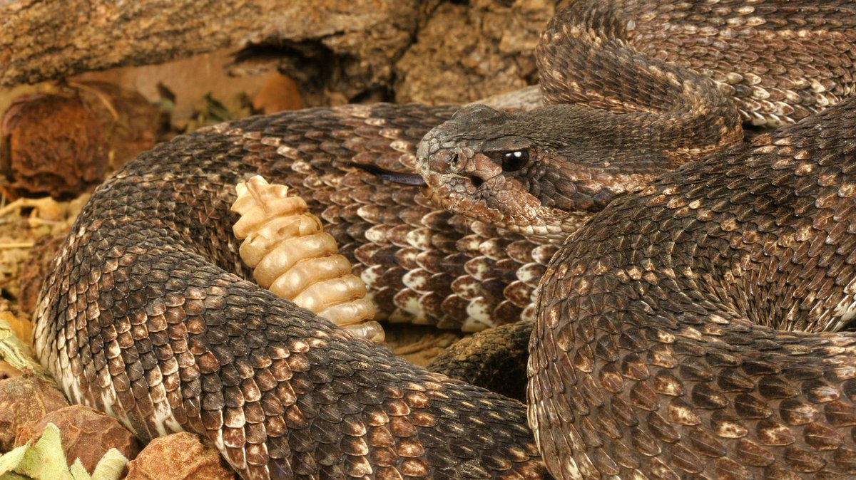 Cooler Fall weather means snakes are moving more in CA. 🐍 Be ready! Learn safe handling &amp; ID at our venomous snake training on Oct 25. Register now! Limited space! #SaveTheSnakes

👉 savethesnakes.org/training