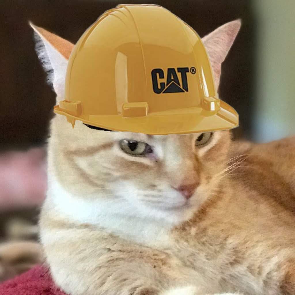 Cocoa, Dot & Checkers 🇺🇦🇺🇲#StrayStrong Ninjas tweet media