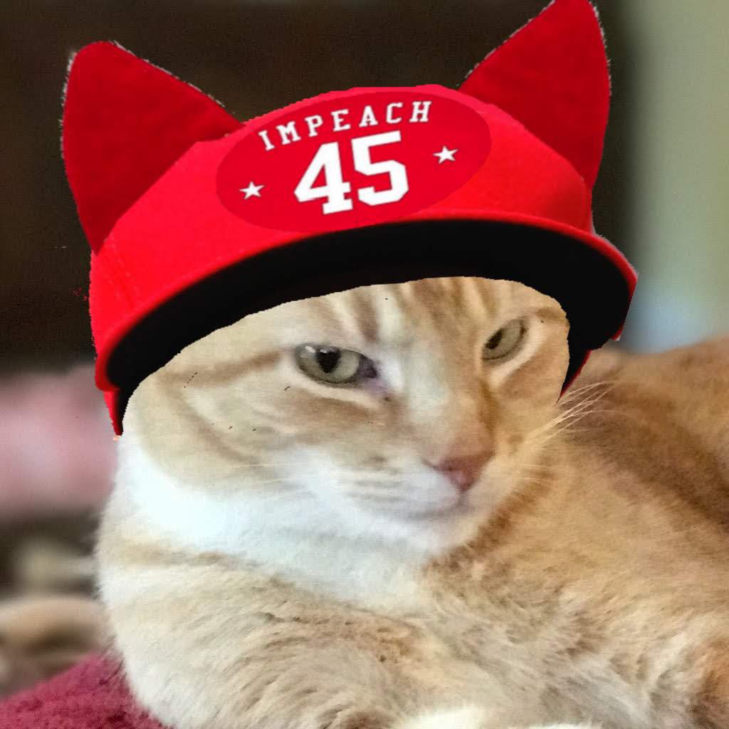 Cocoa, Dot & Checkers 🇺🇦🇺🇲#StrayStrong Ninjas tweet media