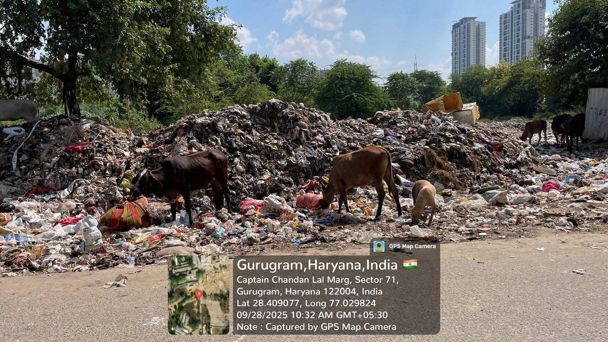 🚨 Gurugram, Sector 71

This is not a landfill. This is a residential road where families, kids &amp; animals are forced to survive in mountains of garbage.

Smart City? Luxury towers? Behind them lies this stink of negligence.

<a href="/MunCorpGurugram/">MCG</a> <a href="/AjayKumarIAS13/">Ajay IAS</a> <a href="/cmohry/">CMO Haryana</a> <a href="/mlkhattar/">Manohar Lal</a>