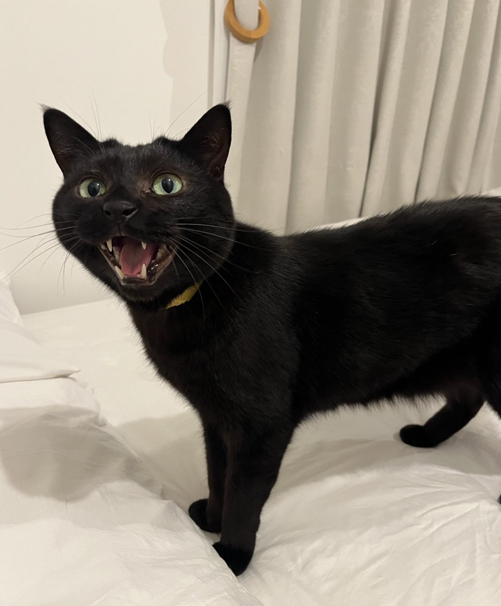 黒猫のプラクルアン！ 梅子の部屋 on X: 