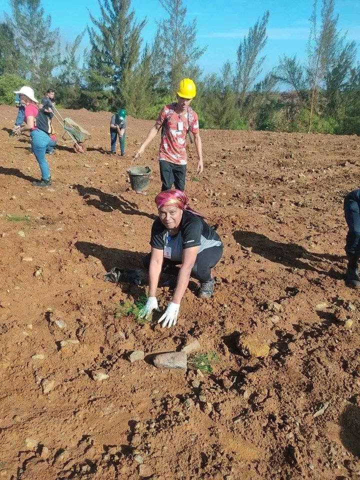Compromiso # UJC, #BTJ, #RedDeJóvenes <a href="/EnergiaMinasCub/">Ministerio de Energía y Minas Cuba 🇨🇺</a>  junto a Consejo d Dirección y  trabajadores d <a href="/EcgMinera/">ECG Minera "Incansable por Naturaleza"</a>  vísperas #JornadaCamiloChe y homenaje #CentenarioDeFidel con siembra d posturas de Pino en apoyo a la reforestación minera.