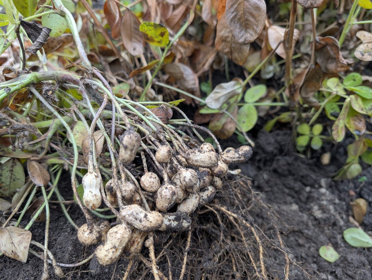 Vandaag de pinda's gerooid. Nu drogen en later pindakaas maken