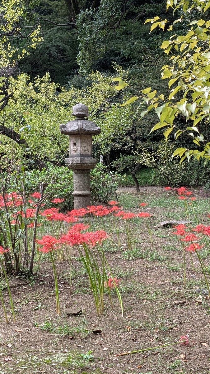 itudemonemui's tweet photo. Every autumn, I always go to see the red spider lilies. To comfort my eart, which was sad when I was little, I always go to see the red spider lilies. https://t.co/kNGk0ufrOB