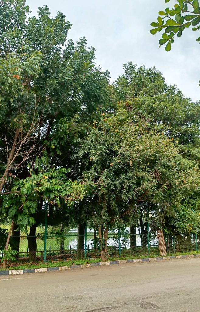 Bingo_mk's tweet image. #TreeTime #TreeFriends  #TreeClub
@Theme_pic_India