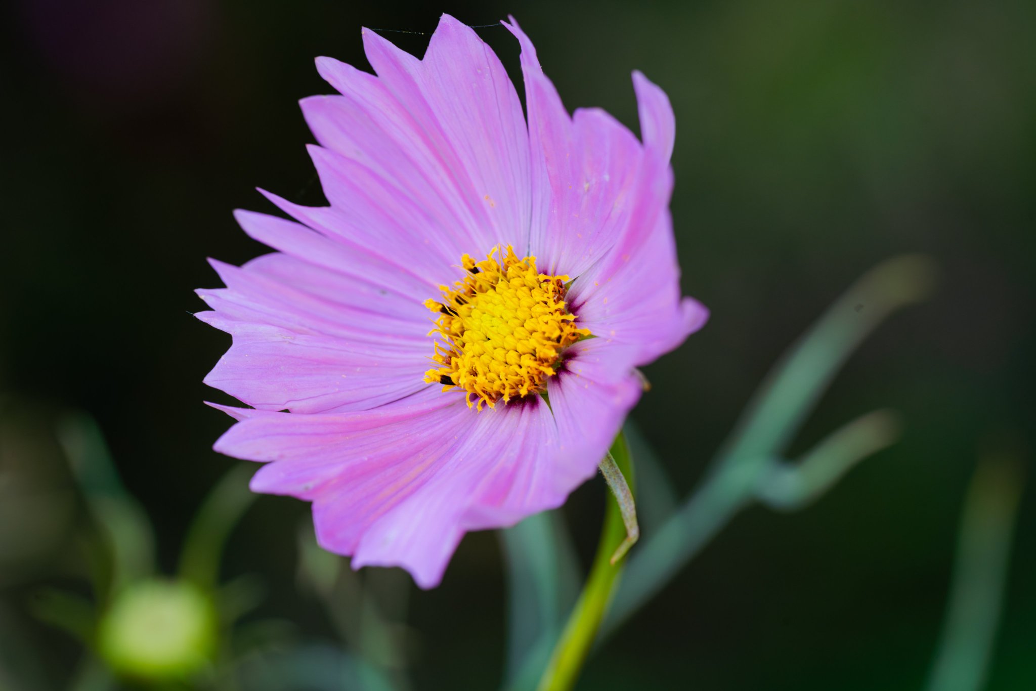 ま*こ様 ❤️開花株❤️プチプチ新芽❤️♈️ 836 【超斑入り⭐️オーレア】 ものて on X: 