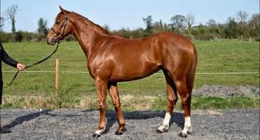 GoffsUK's tweet photo. 🇮🇹 2YO CHAYTON takes the valuable Premio Le Marmore at Rome for Endo Botti &amp; Sc. Giacobbe Ferruccio 🥂

The colt by Sioux Nation (@coolmorestud) sold #GoffsOrby from @TheCastlebridge to @GaryBloodstock and resold #GoffsBreezeUp to Gianluca for Sc.Giacobbe 

#GoffsGrad https://t.co/kzugWA95oh