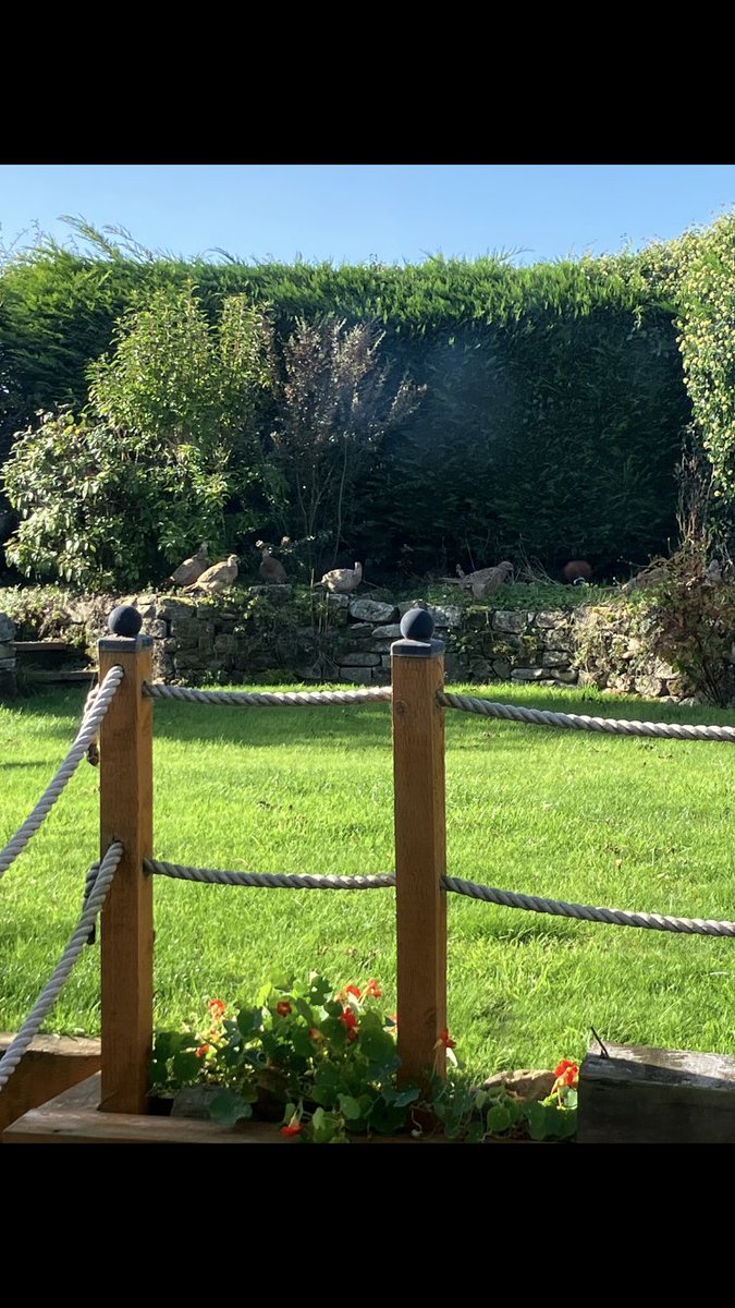 filecore's tweet image. Officially moved to North Yorkshire. Keys handed in to old Radcliffe gaff. Lovely views out into the garden this morning. Seven hens and two cocks. We’ve seen one or two before but not nine!
