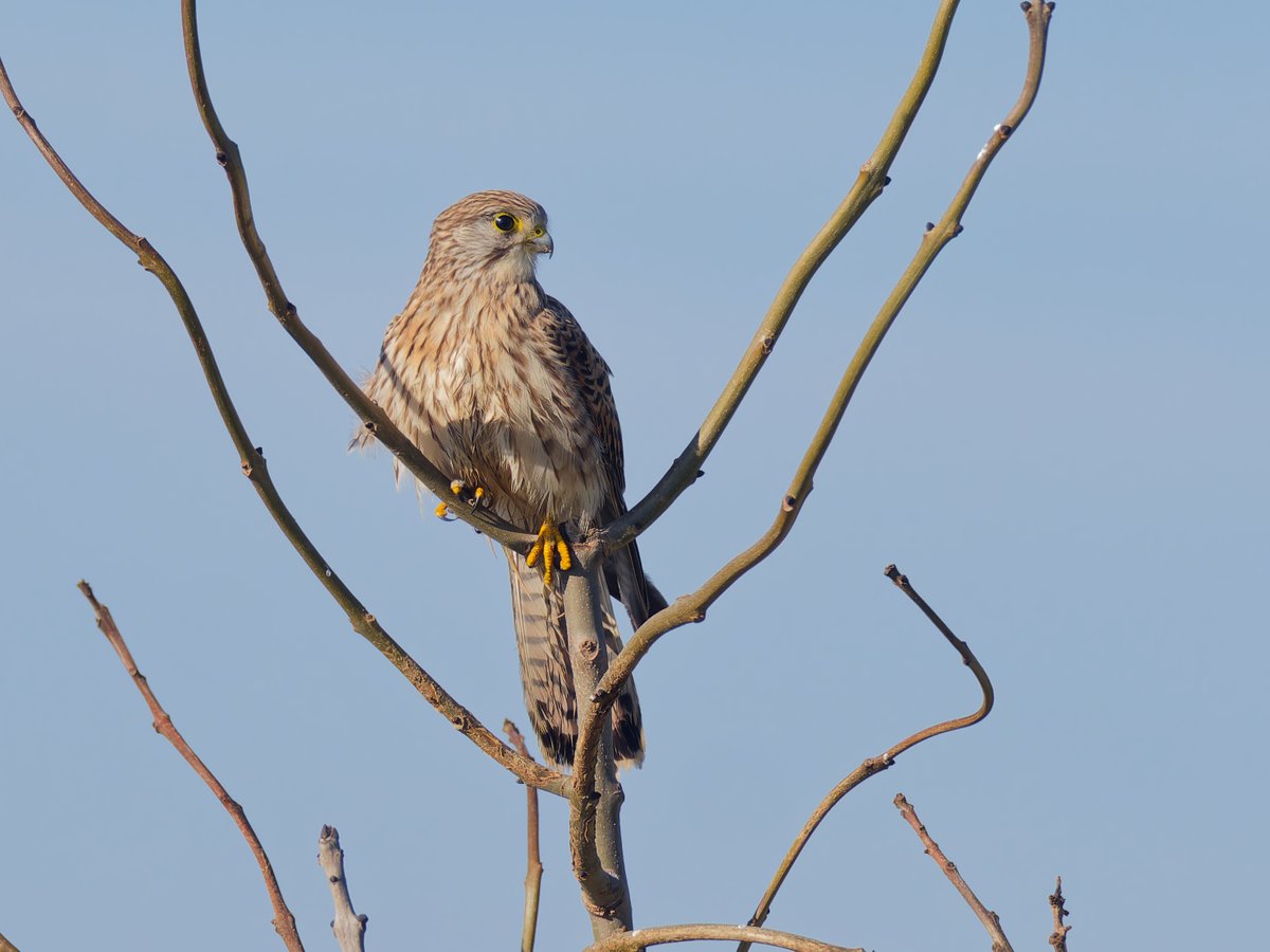 birdmanpaul's tweet photo. Kingfisher showed well from the hide at Freiston today, also Chiffchaff there and Kestrel from a couple of days ago https://t.co/SJ4L6spwMp