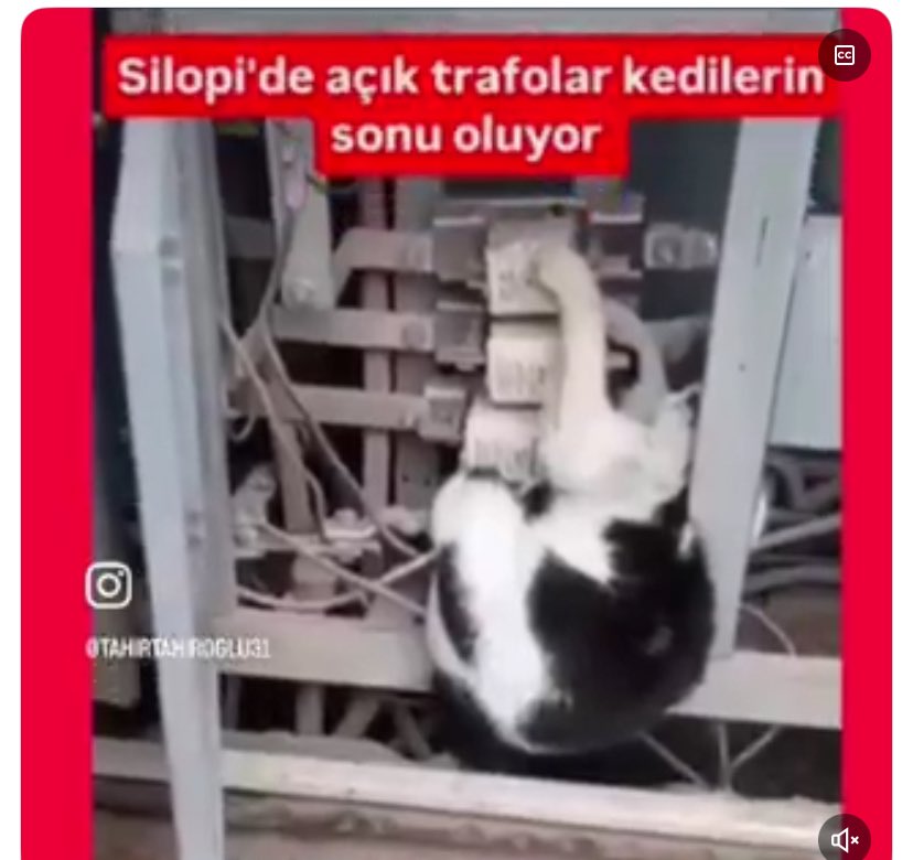 Ayşe Özer tweet media
