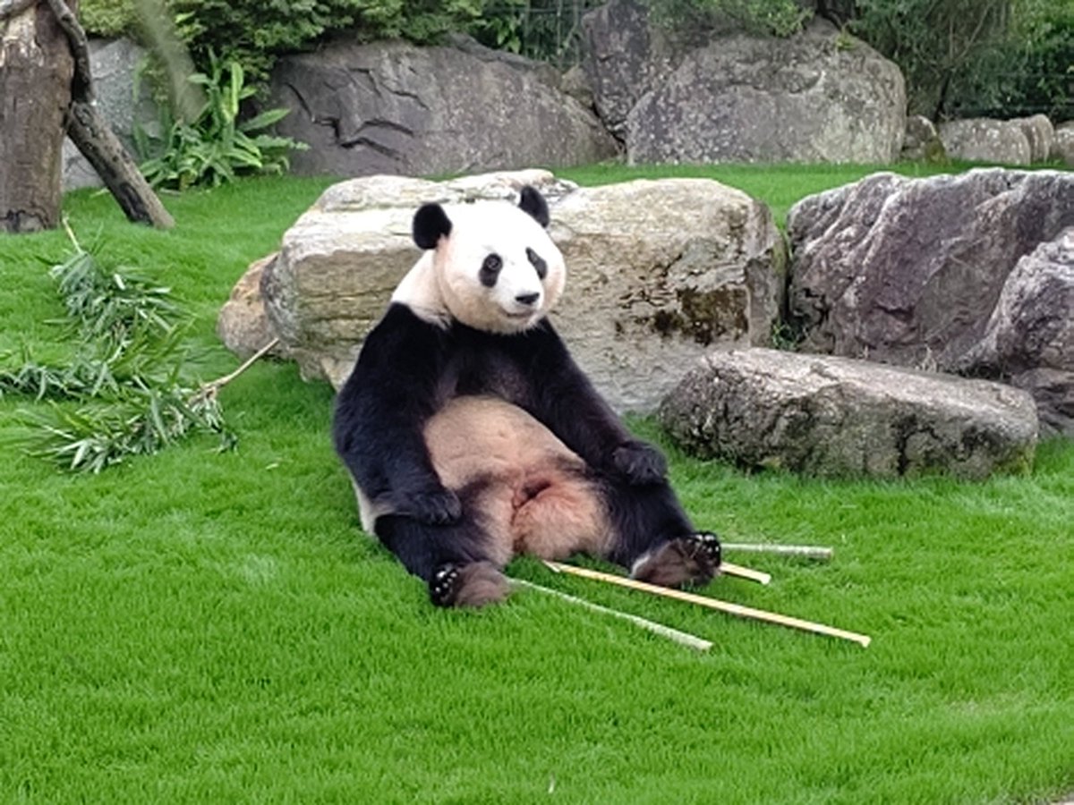 #見た人もなにか無言でパンダあげる