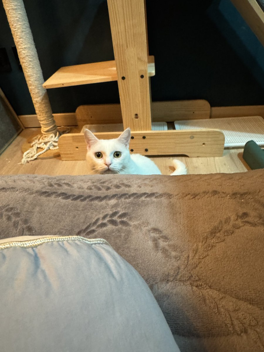 junhyuck0's tweet photo. 불쌍한 눈을 한 해봉이
장화신은 고양이 같구마
#가족찾는해봉이 https://t.co/EVTicFenmr