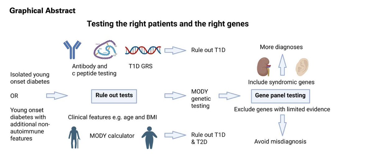 cristinatejerap's tweet image. 🔍 Nueva revisión en European Journal of Endocrinology sobre  diabetes tipo MODY.
Identificar a quién testamos, qué genes incluir (y cuáles no) es clave para avanzar en la medicina de precisión.

💠MODY no es solo monogénico: la interacción con riesgo poligénico redefine el…