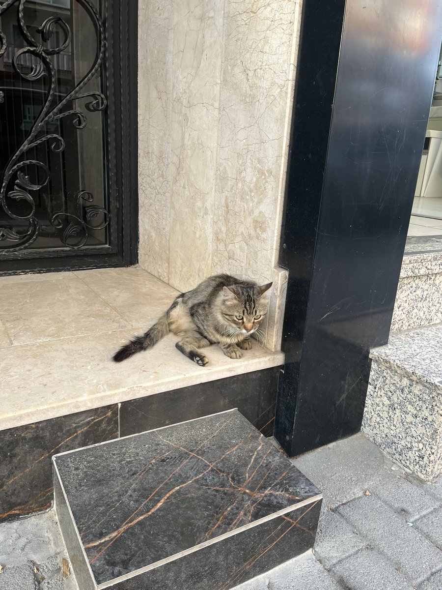 Eskişehir’de 3 ayağıyla yaşamaya çalışıyor apartmanlara girmeye istiyor 🥺 

Twitter 🎥 <a href="/masallahtigera/">luna🍒 #boykot</a> 

#4EkimHayvanlarıKorumaGünü