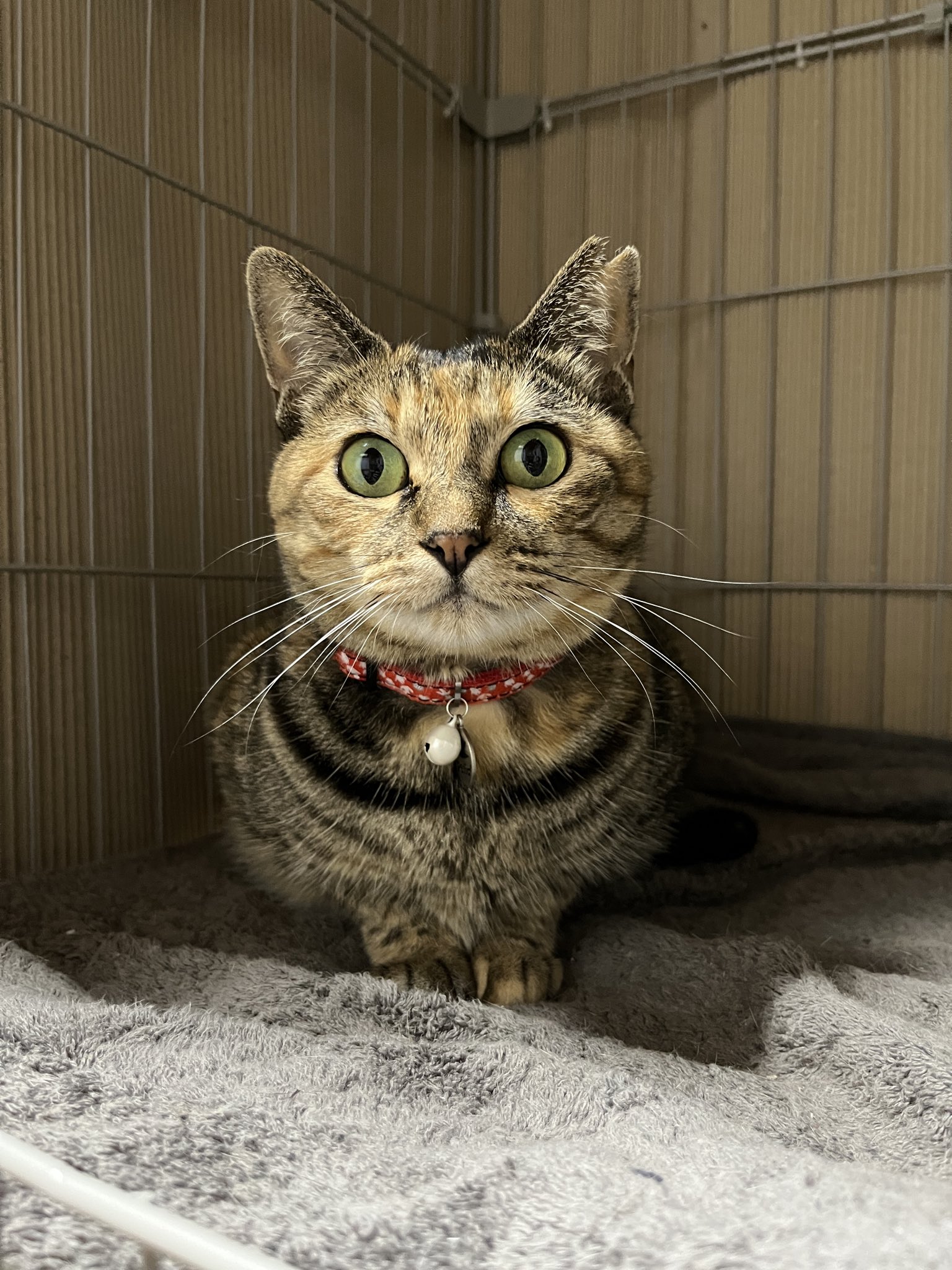 夢ネコ Zanjyou Z.B on X: 