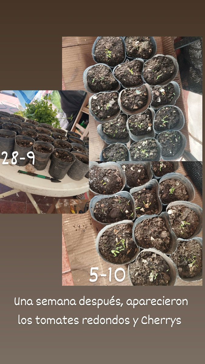 Estilo_EMA's tweet image. #Huerta #HuertaEnCasa #Tomates