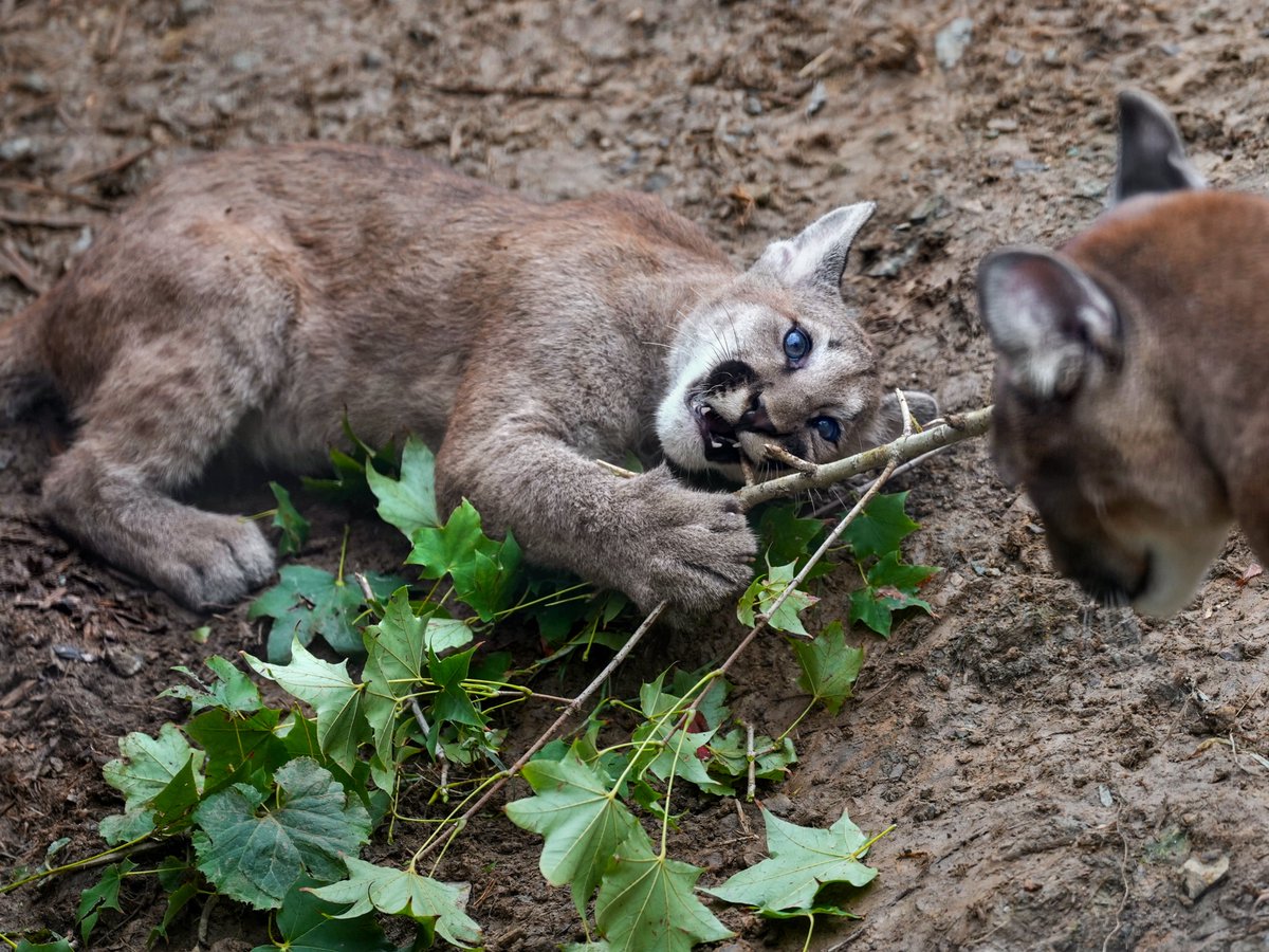 レオンくんのママ (@taka38leon) / X