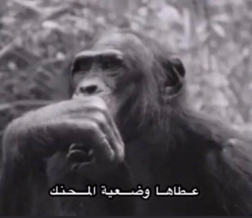 𝑨𝒅𝒆𝒍 tweet media