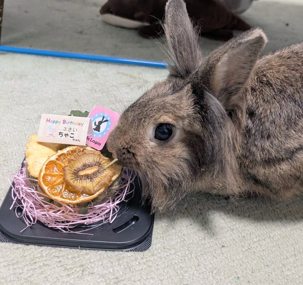 mlkchcusa's tweet image. 本日ちゃこちゃんの誕生日！！3歳おめでとう🌱🍌🍓🍍

#うさぎ #うさぎのいる暮らし