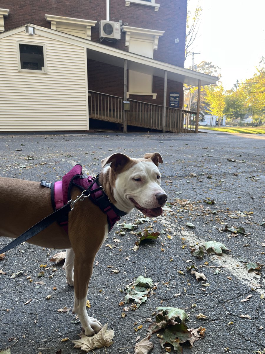 May you find your place, your peace, and your perfect breakfast.
P.S. Next time also take note of the no trespassing sign, even if your pooch does not