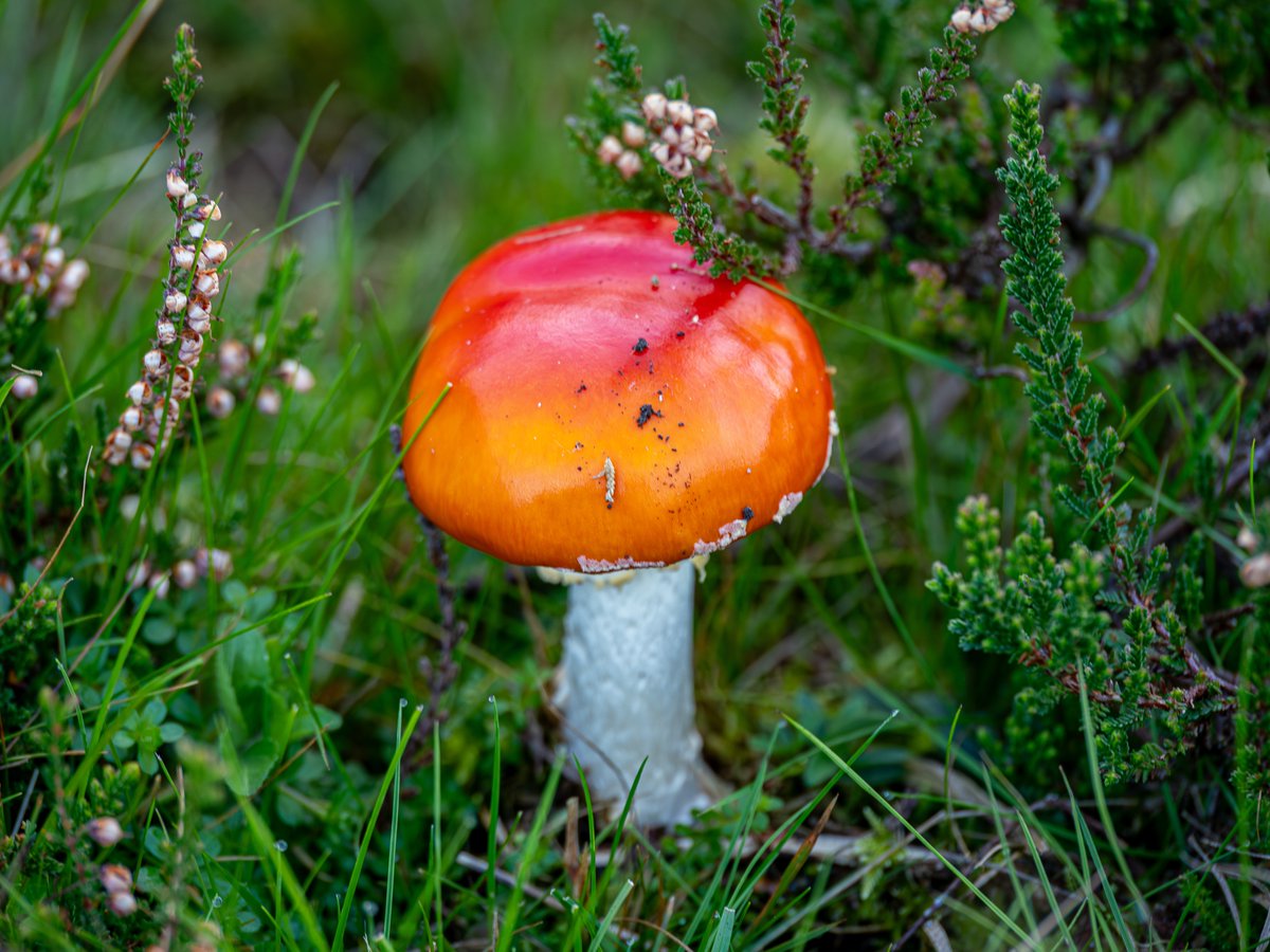 A fruity Fly Agaric from this morning at Old Lodge NR