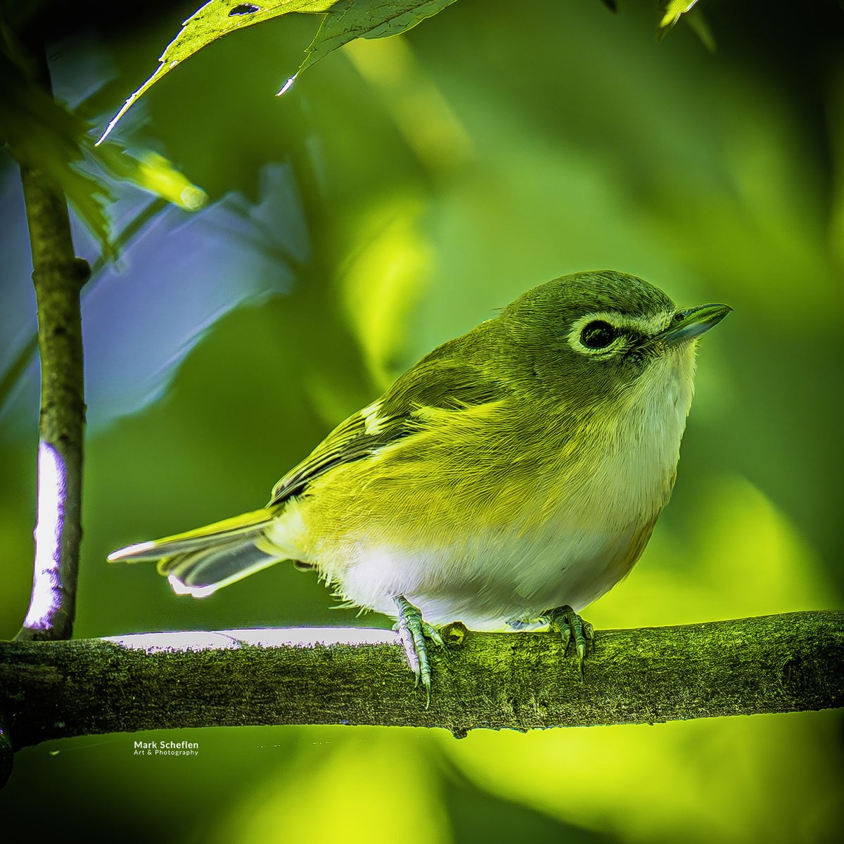 Mark Scheflen (kiboko_mark) tweet media