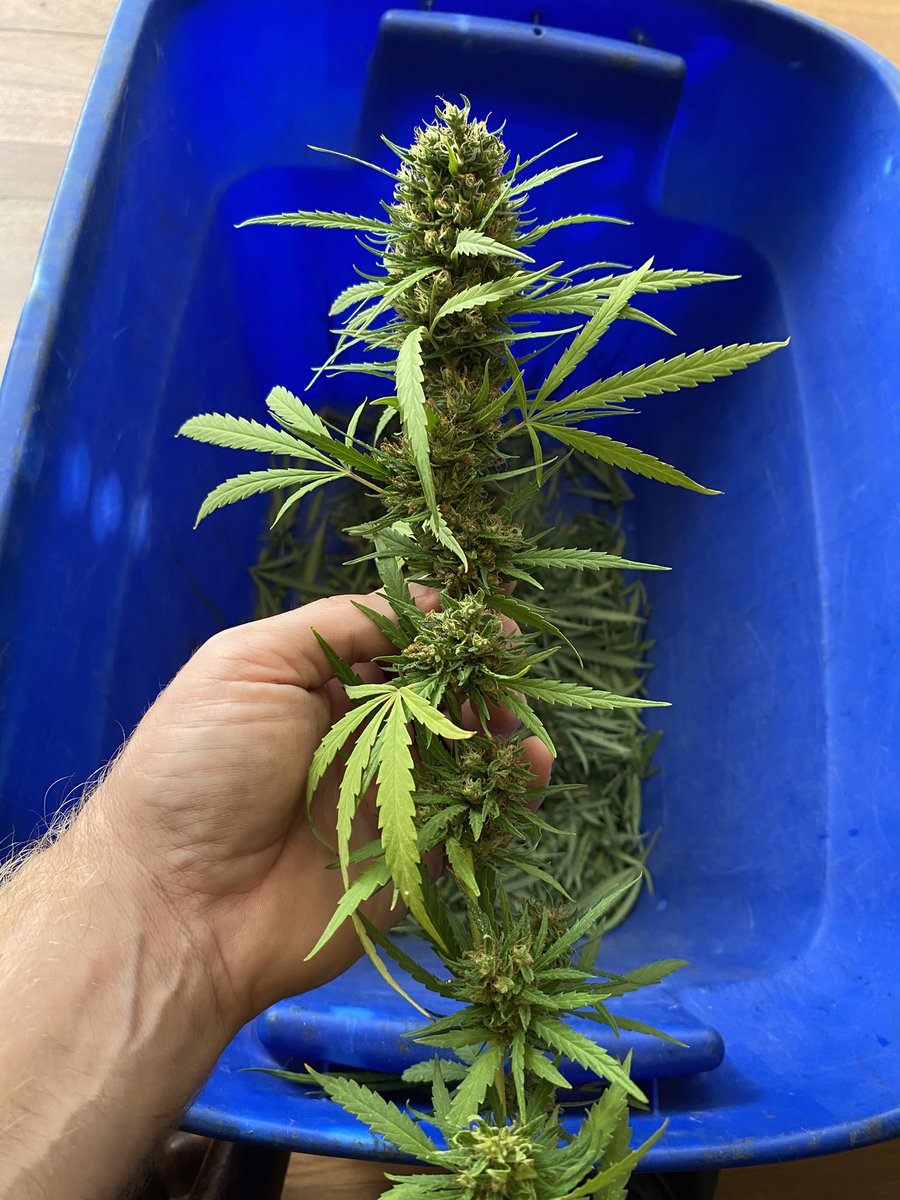 Day 3 of part time trimming on the Mazar. She’s a little over halfway down.