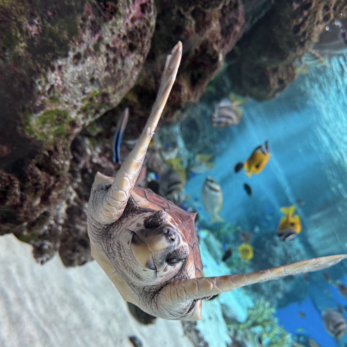 これはきのはちゃめちゃにかわいかったウミガメさん　水族館たのしかったにこにこにこ