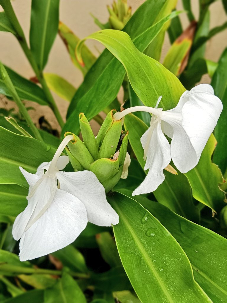 Flowers bring euphoria to life and gardening brings peace to your mind. 🌼💐🌺🌻

Today's Bloom in my garden 
#myphotochallenge 
#facebookviral 
#myphotography 
#wildlifephotography 
#flowers 
#ViralFacebook 
#mobilephotography 

P.C: Pradeepdey_OFS