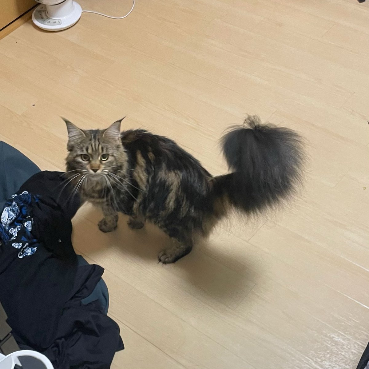 Hero_1s's tweet photo. 今度はウチのベランダにきてた、、、
201から205号までベランダ渡り歩いてきたのか、、、

とりま確保して、これ4月の時の猫と知ってたからインターホンアタックしたらやはりその部屋の猫だった。
明日は部屋中掃除せねば(抜け毛がすごい https://t.co/YBv4d6G9P2