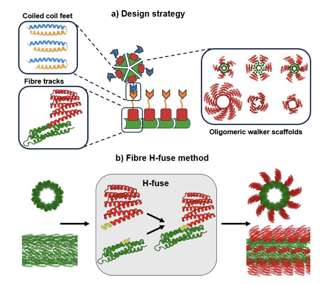 BiologyAIDaily's tweet image. De-novo design of a random protein walker
🚀 New preprint from David Baker!🚀
1. A team of researchers has achieved a significant milestone in protein engineering by designing a random protein walker that diffuses along a designed protein track. This is a major step forward in…