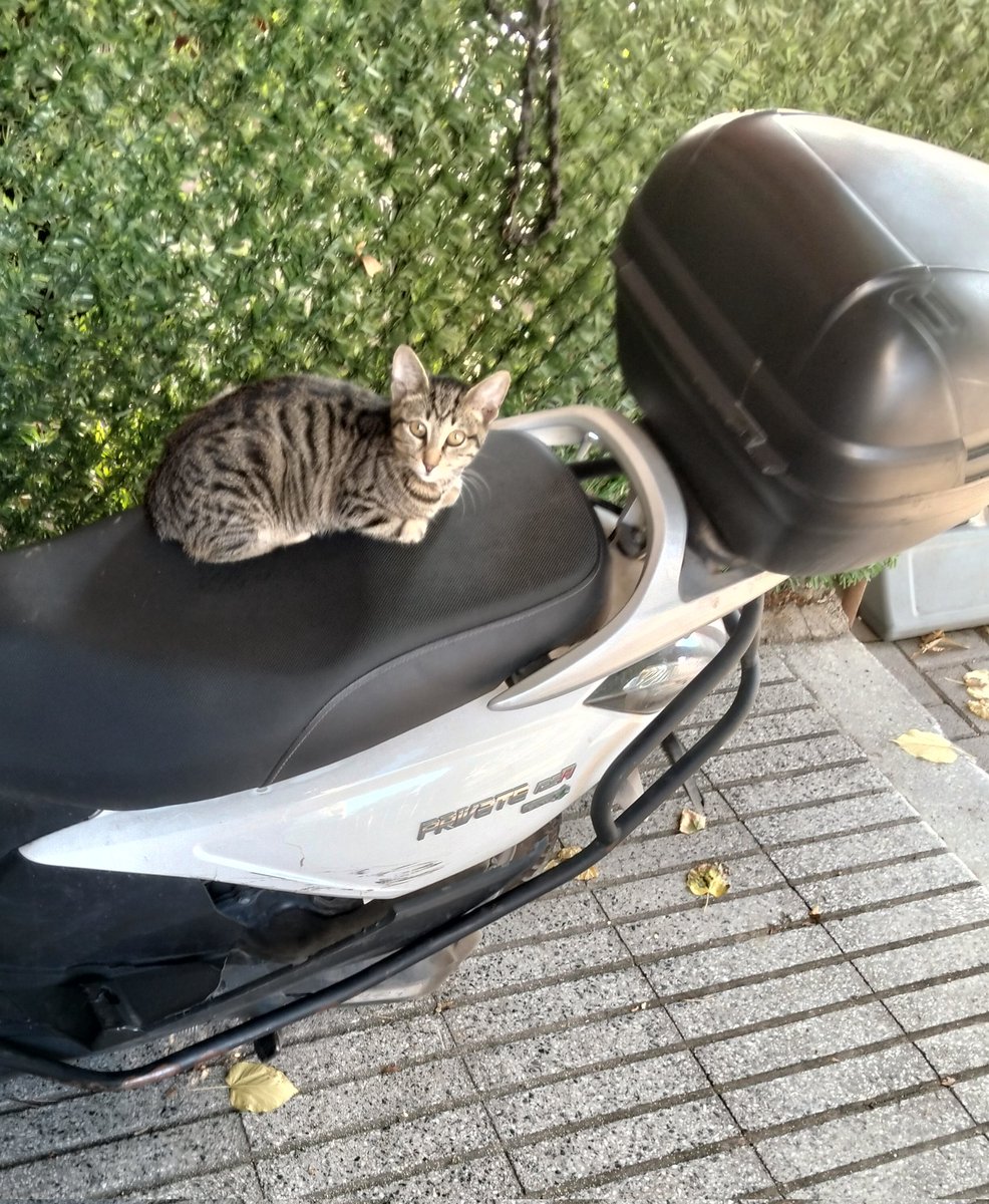 Ne demiş #şair
Altı ayaklıysa KAÇARIM
Dört ayaklıysa SEVERİM
İki ayaklıysa EVLENİRİM
Şimdi bu şapşiki
Kaldıramam yoksa anası
Pis pis bakıyor
GERÇİ
Oda, beni de #gezdir der gibi gibi
Şu bakışın #güzelliğine bak ya
#Kediler CANDIR
#iyiakşamlar
#Pazar