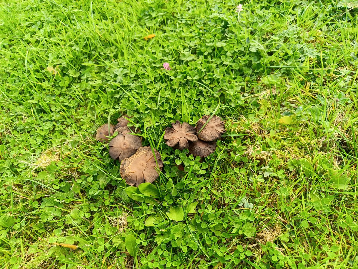 Some of the garden # fungi pics from today