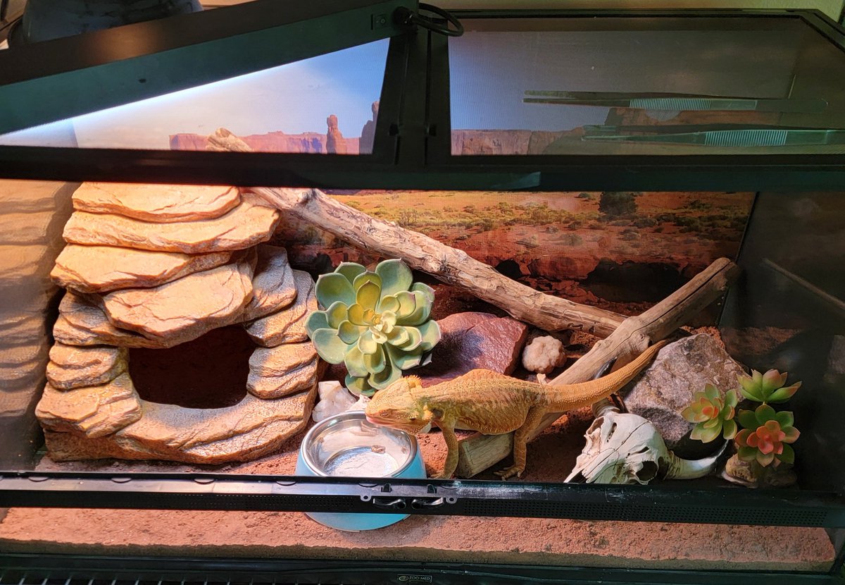 SkeleSlimePets's tweet photo. Curry looking so handsome in his recently redecorated tank! https://t.co/Lnk7taGIkD