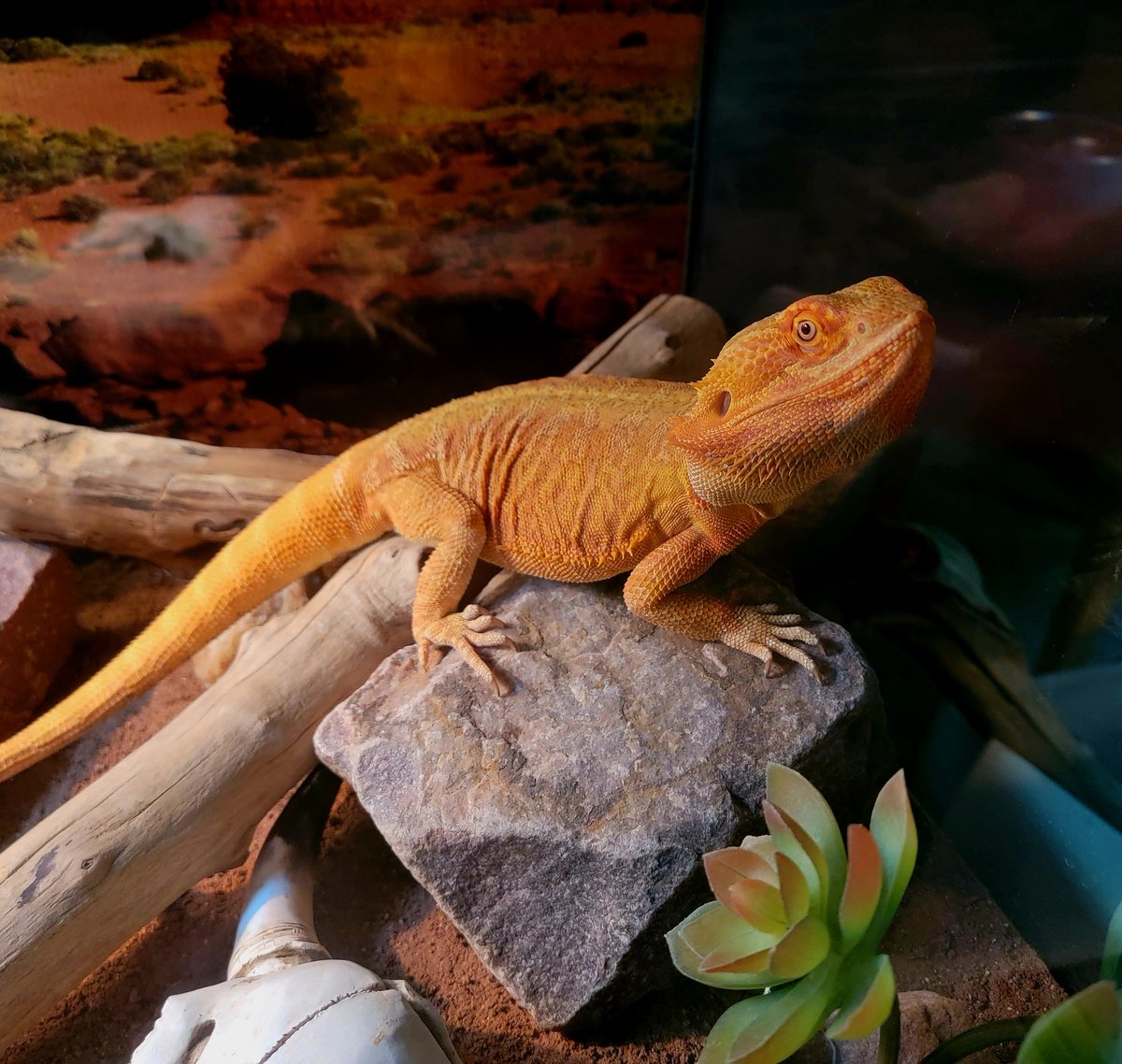 SkeleSlimePets's tweet photo. Curry looking so handsome in his recently redecorated tank! https://t.co/Lnk7taGIkD