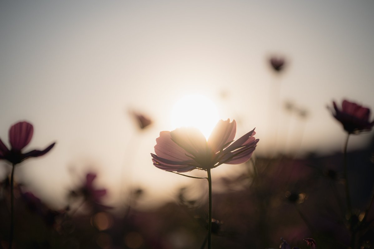 tako__photo's tweet image. #z6 #nikonZ6 #nikon