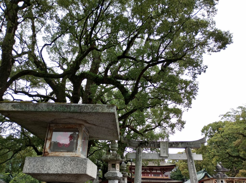 koniro_10's tweet image. 先週福岡へ行った時に、太宰府へ🌿

荘厳で美しかった… 梅の装飾があらゆるところに✿
牛さんもいた🐮
#太宰府 #福岡観光